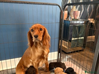 Cocker Spaniel dogs - Advert 10