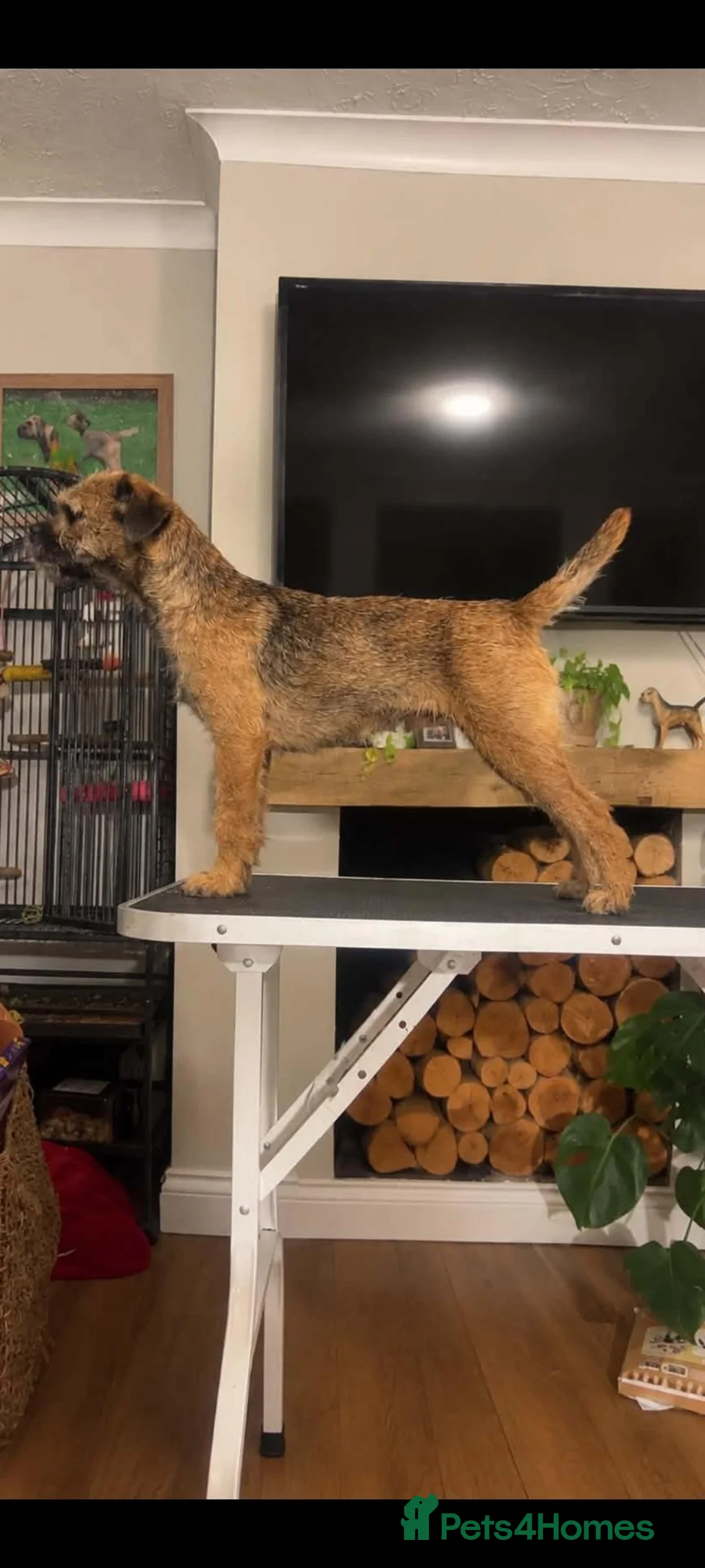 Border Terrier dogs for sale: Top quality kc border bitch - Advert 1