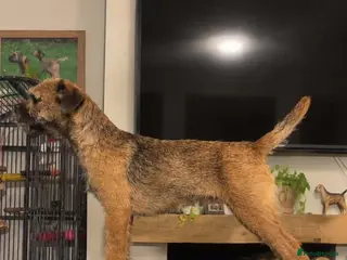 Border Terrier dogs Top quality kc border bitch - Advert 1