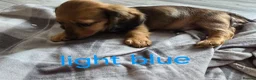 Dachshund dogs for sale: Miniature dachshunds  - Advert 9