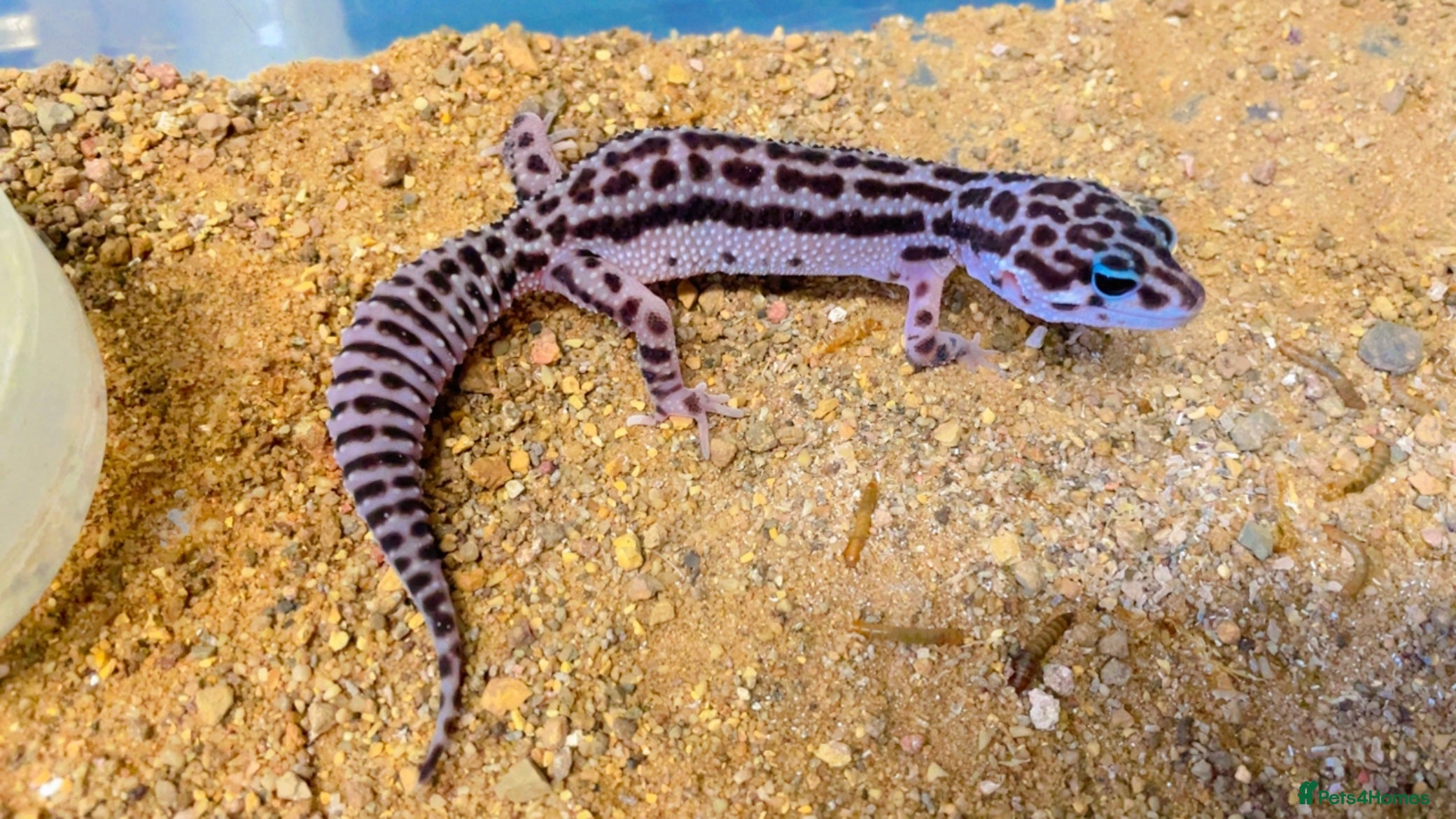 Leopard Gecko reptiles CB25 Super Mac Snow Leopard geckos  - Advert 2