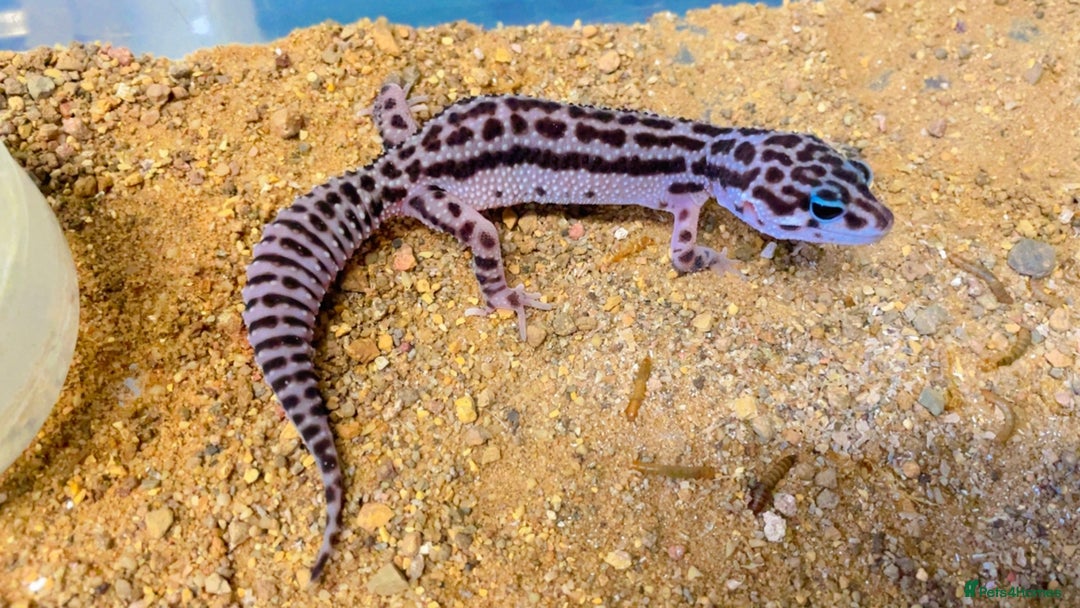 Leopard Gecko reptiles for sale: CB25 Super Mac Snow Leopard geckos  - Advert 2