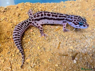 Leopard Gecko reptiles CB25 Super Mac Snow Leopard geckos - Advert 2