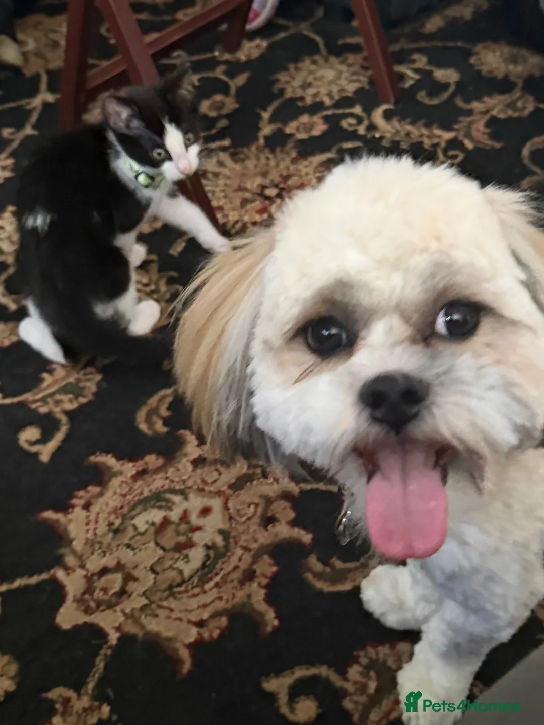 Lhasa Apso dogs for sale: Periwinkle - Advert 4