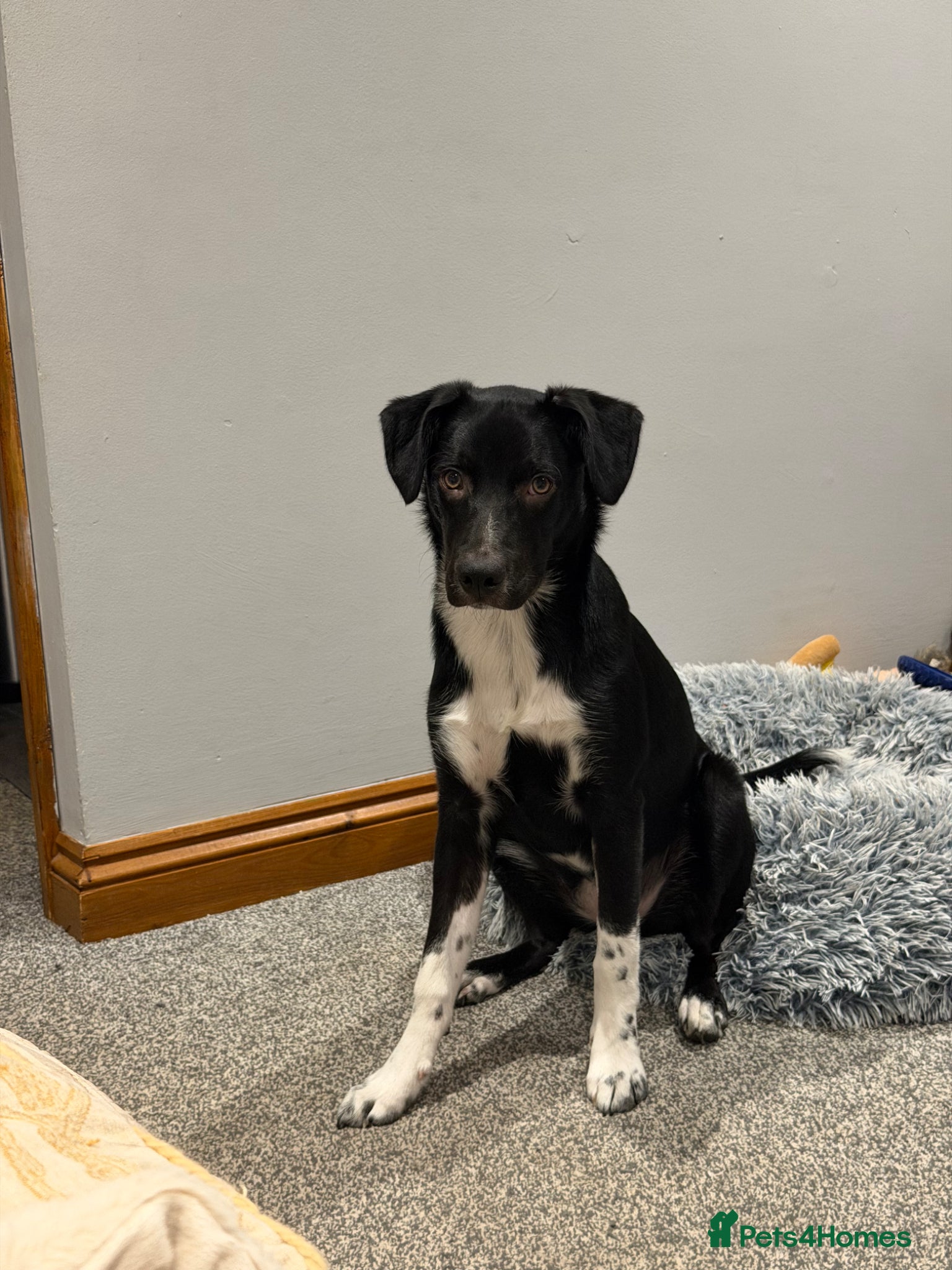 Borador dogs callie - Advert 1