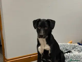 Borador dogs callie - Advert 1