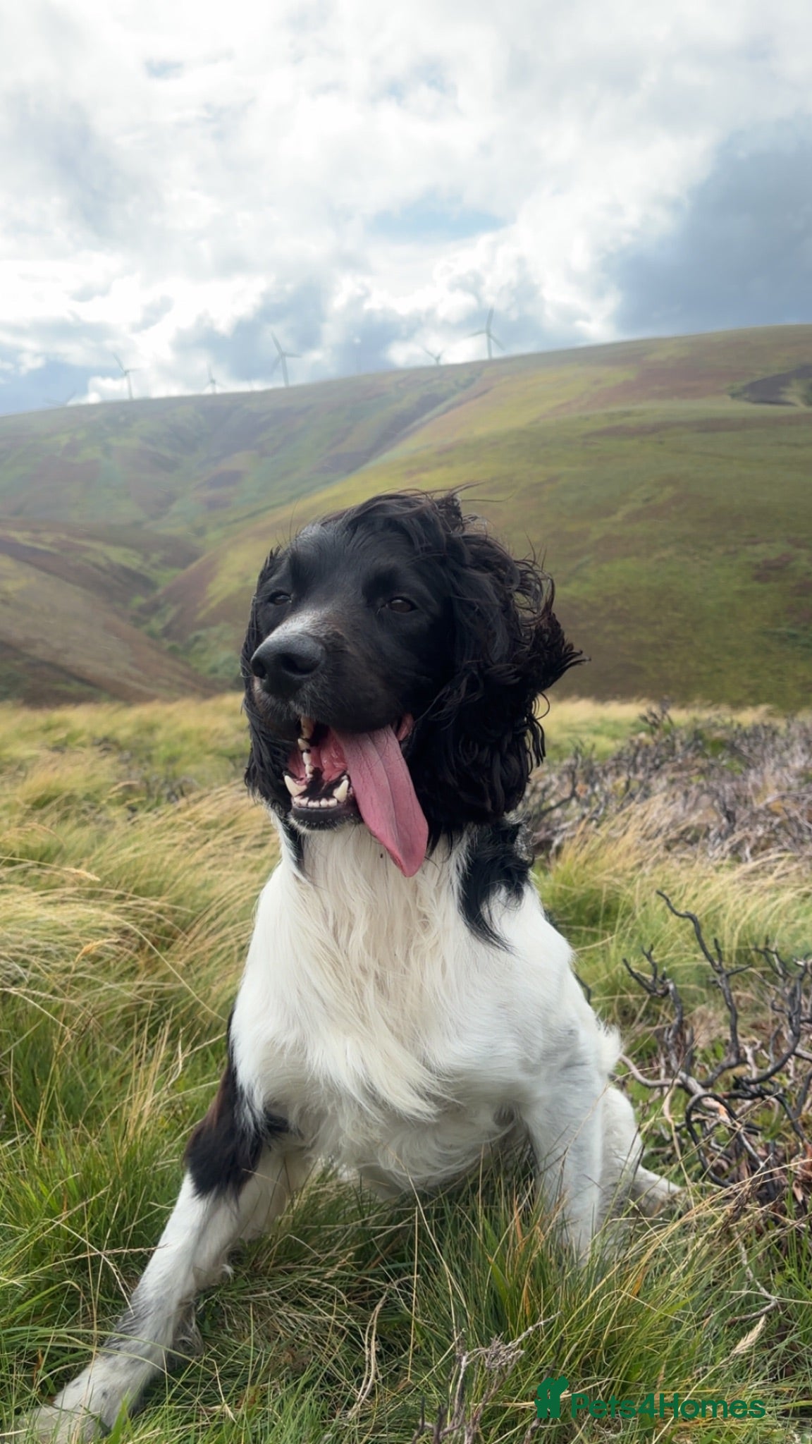 English Springer Spaniel dogs Springer spaniel stud  - Advert 3