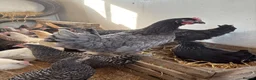 Chickens poultry for sale: Point of lay hens for sale  - Advert 2
