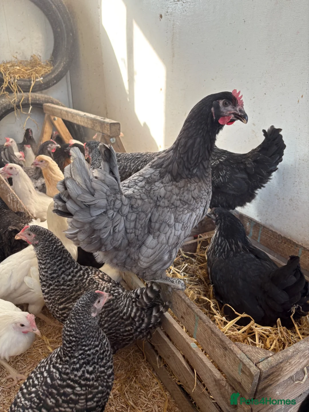 Chickens poultry for sale: Point of lay hens for sale  - Advert 2