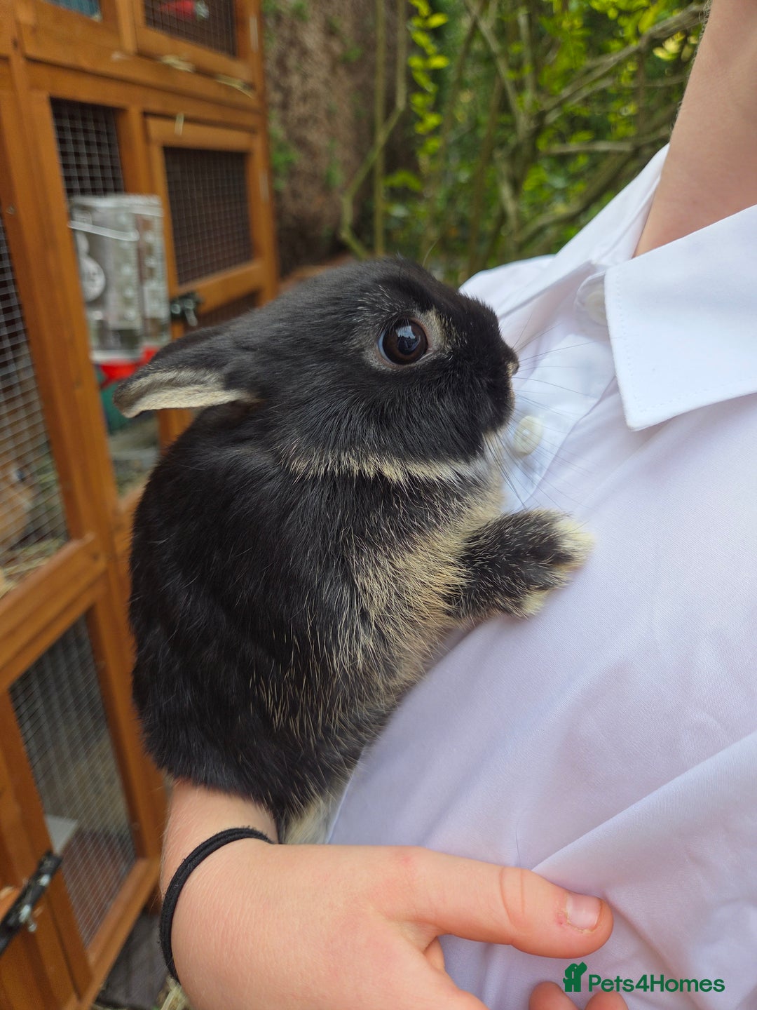 Netherland Dwarf rabbits for sale: Pure Netherland Dwarfs READY TO LEAVE! - Advert 2