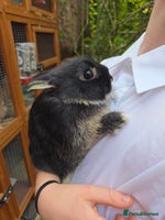 Netherland Dwarf rabbits Pure Netherland Dwarfs READY TO LEAVE! - Advert 5