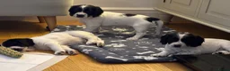 Cocker Spaniel dogs for sale: Working cocker spaniel puppies, Penylan, Cardiff  - Advert 25