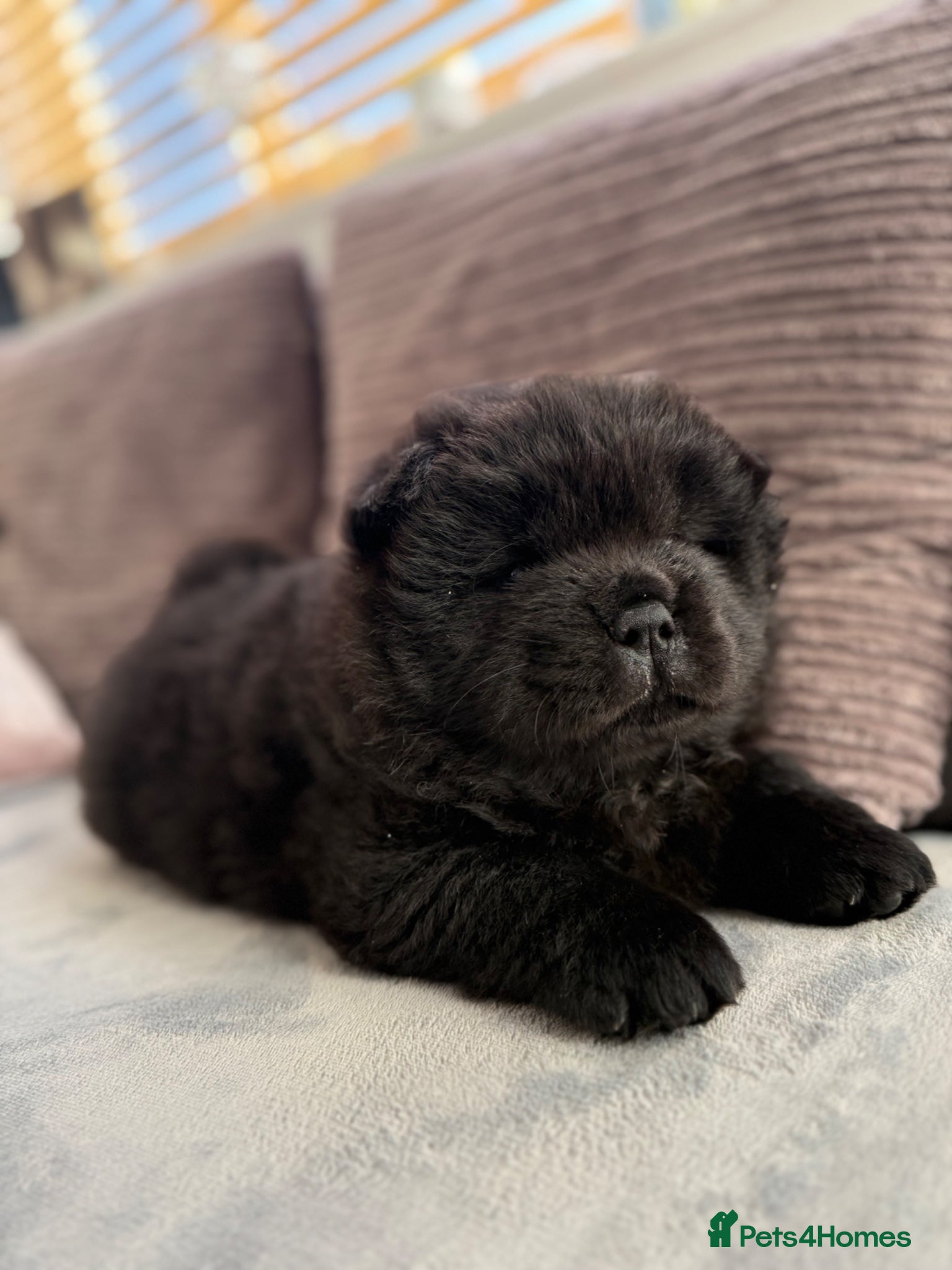 Chow Chow dogs 3 boys Beautiful Chow Chow  - Advert 2