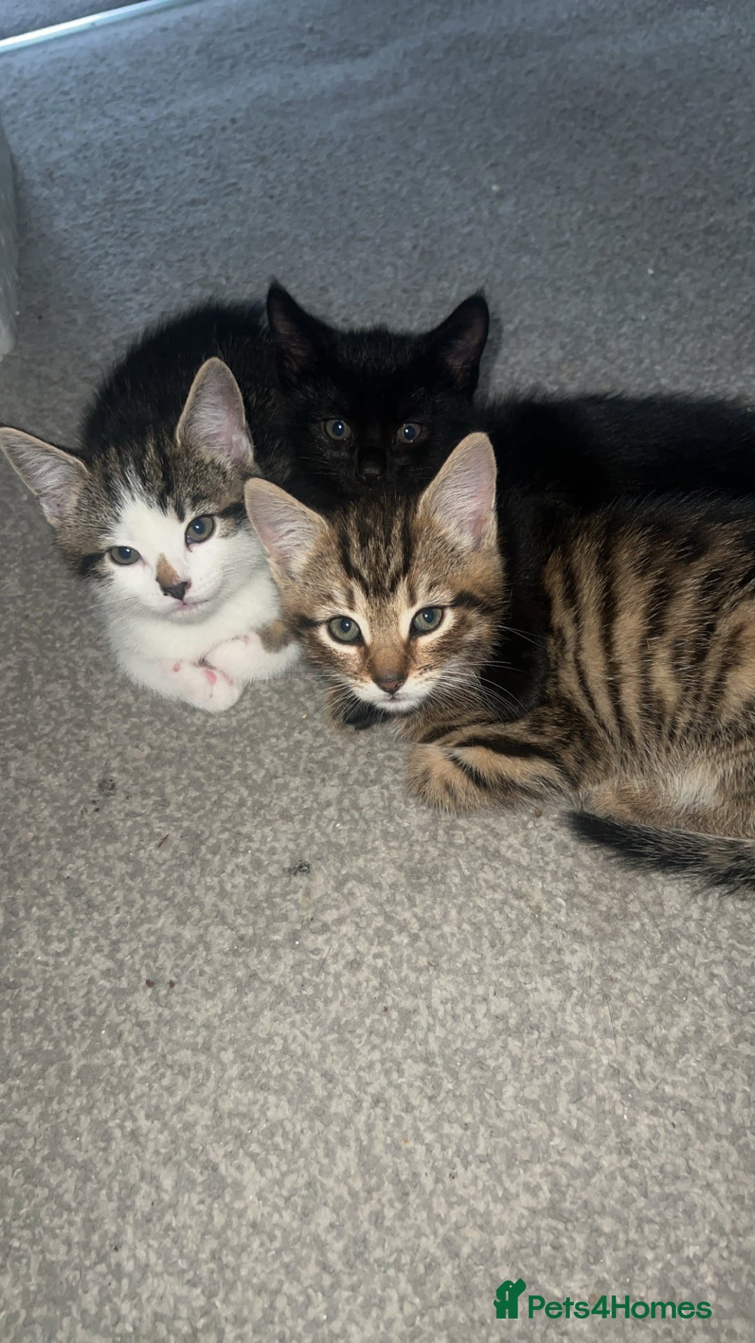 Mixed Breed cats for sale: Kittens  - Advert 15