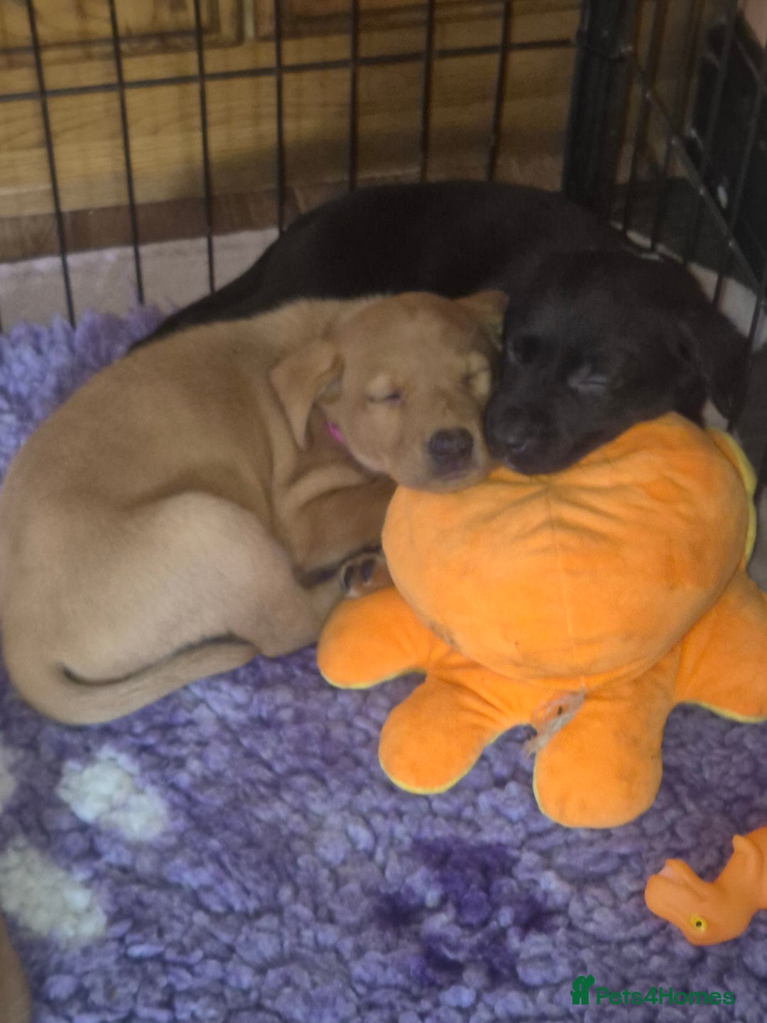 Labrador Retriever dogs for sale: Beautiful yellow male labrador puppy - Advert 6