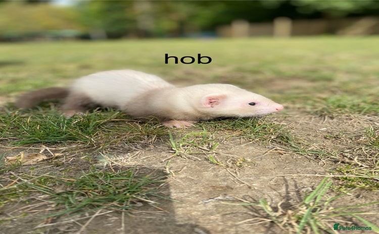 Ferret rodents - Advert 2