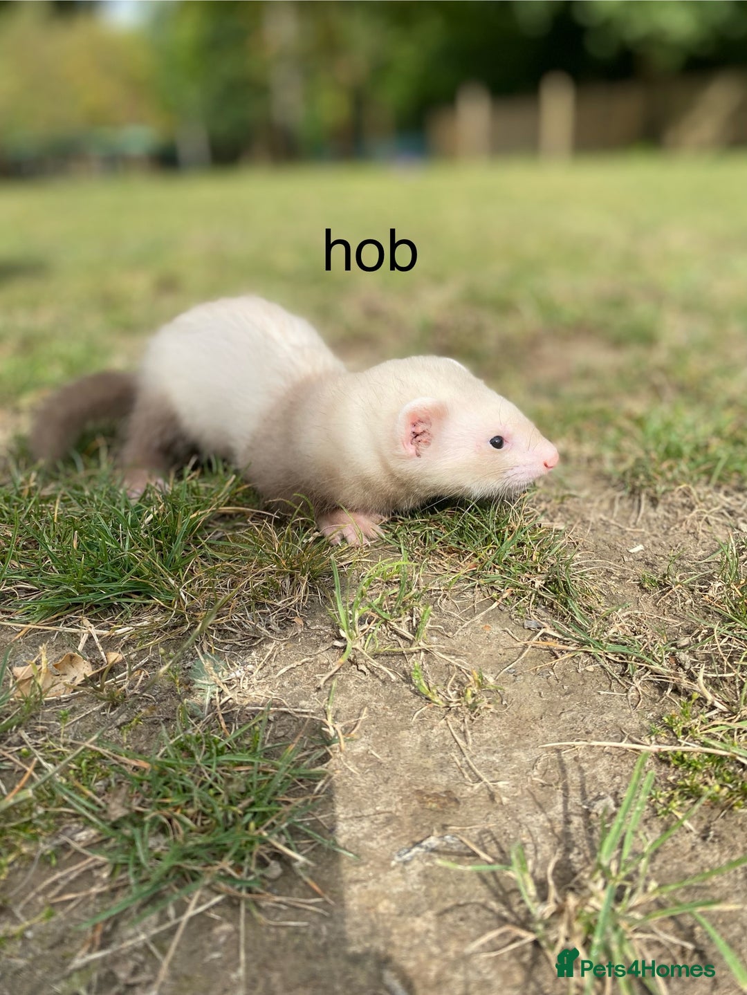 Ferret rodents for sale: 3 ferrets for sale  - Image 1