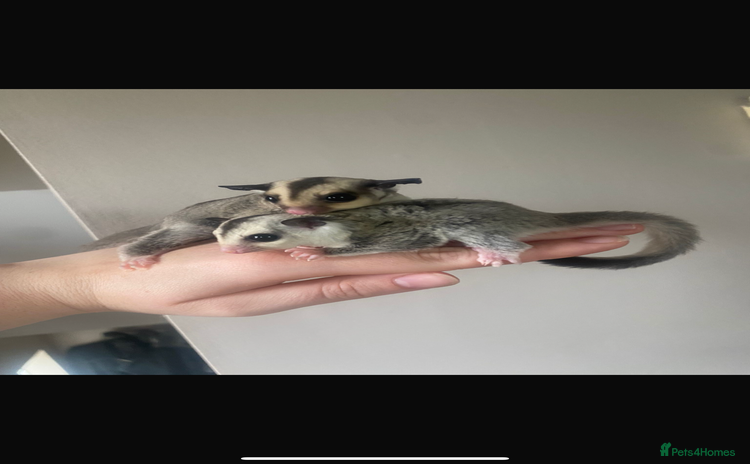 Sugar Glider rodents - Advert 2