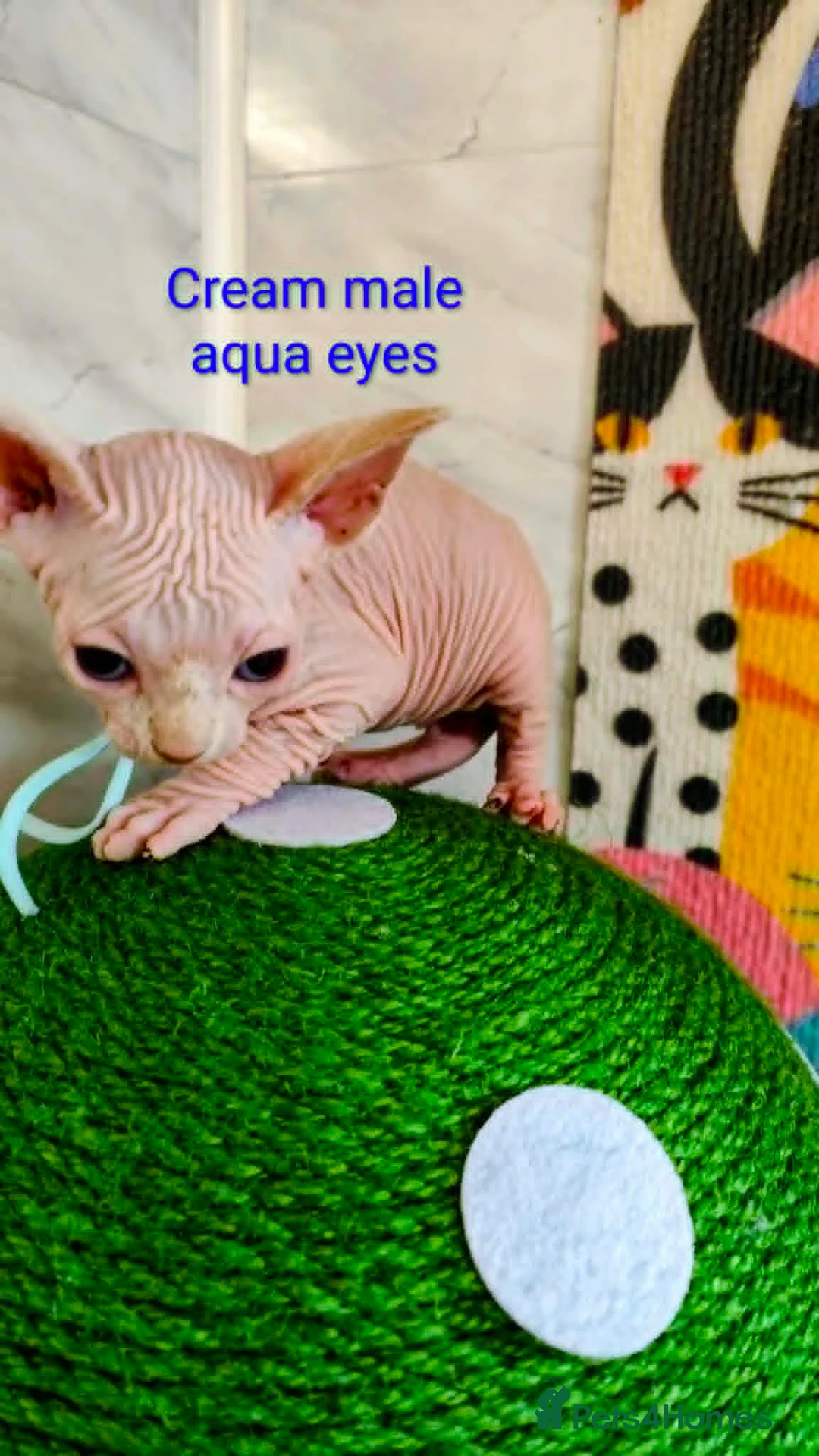 Sphynx cats for sale: Canadian Sphynx Tica registered,Blue eyes. - Advert 40