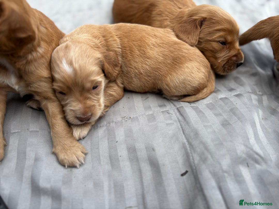 Cocker Spaniel dogs for sale: Cocker spaniel puppies - Image 2