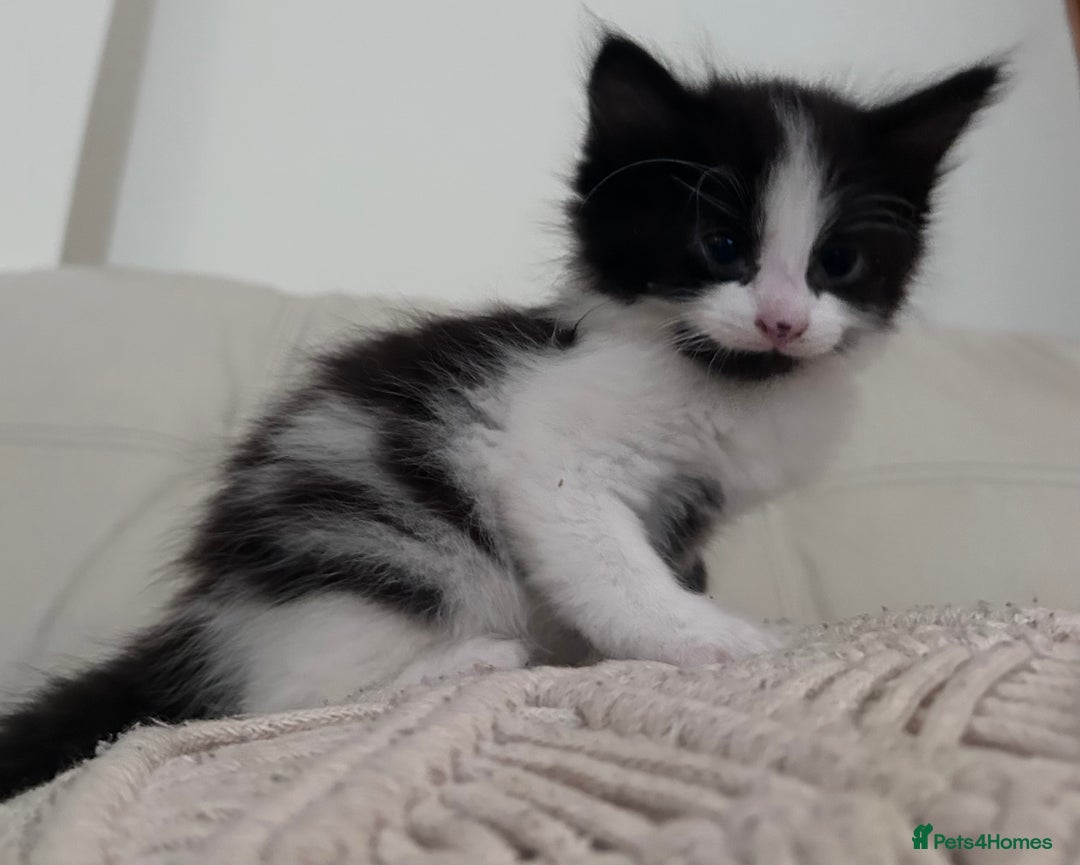 Mixed Breed cats for sale: 4 black + white mixed kittens - Image 12