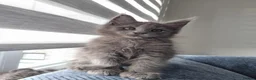 Maine Coon cats for sale: King size Purebred Maine Coon kittens  - Advert 11