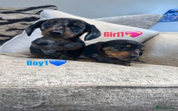 Miniature Dachshund dogs for sale: 🐾Adorable miniature dachshunds 🐾 - Image 7