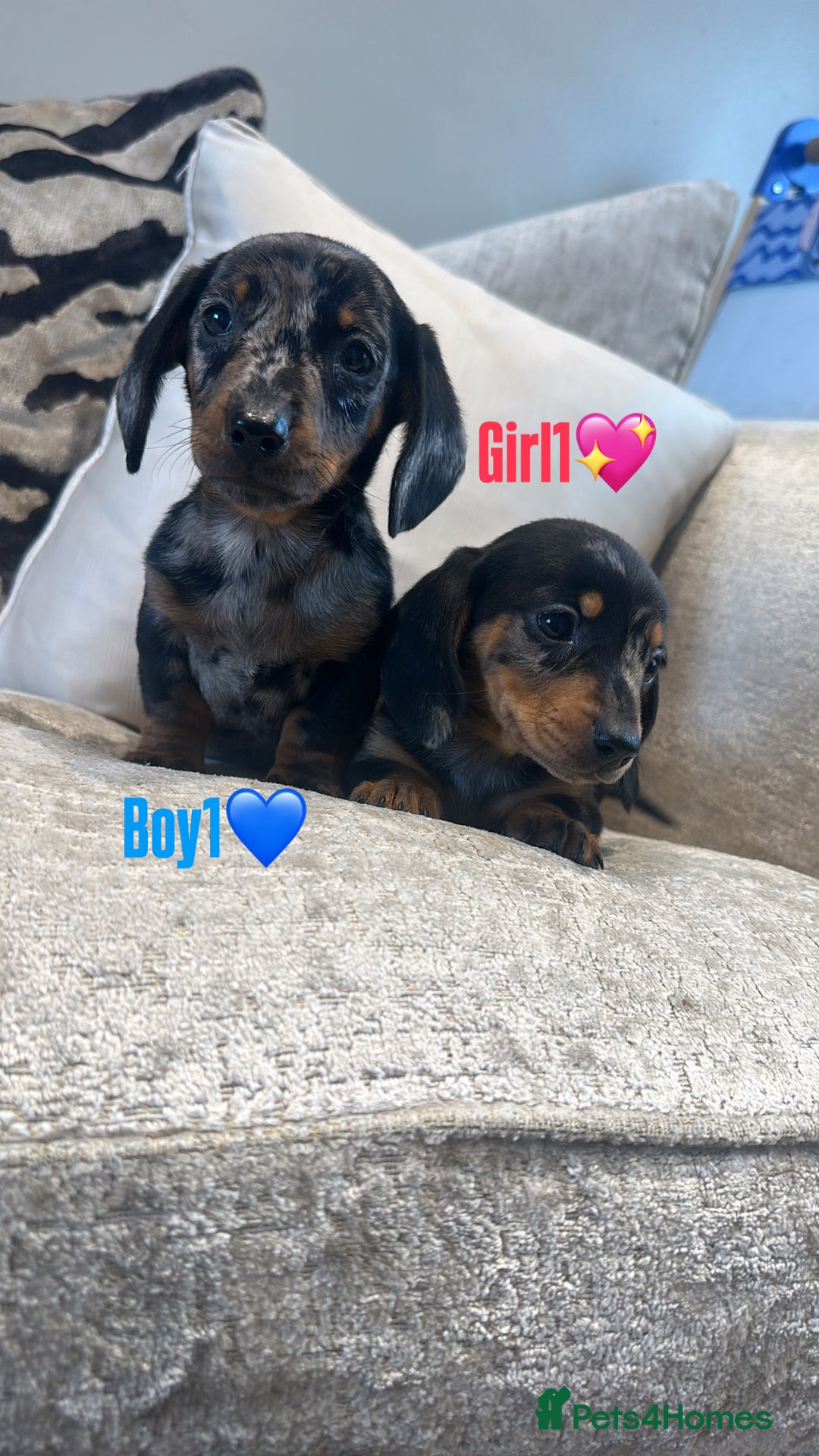 Miniature Dachshund dogs for sale: 🐾Adorable miniature dachshunds 🐾 - Image 7