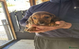 Beagle dogs for sale: 7 wonderful cocker spaniel x beagle❤️🏡 - Image 9