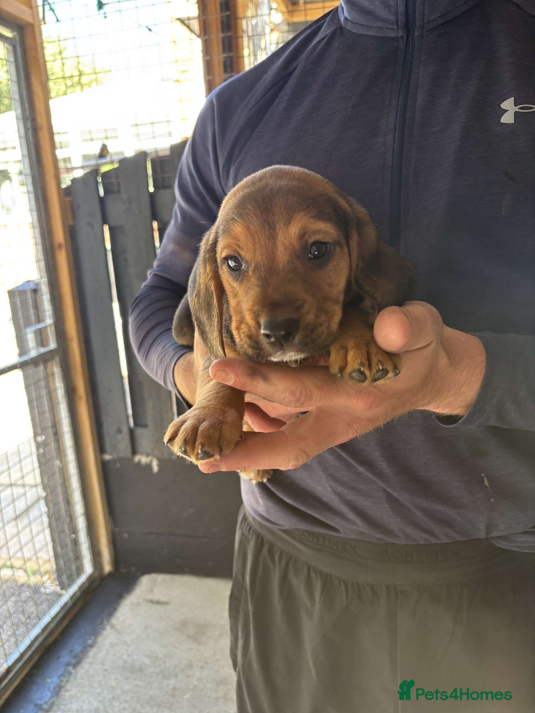 Beagle dogs for sale: 7 wonderful cocker spaniel x beagle❤️🏡 - Image 9