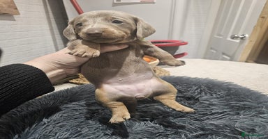 Miniature Dachshund dogs Miniture dachhund - Advert 3