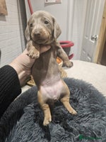 Miniature Dachshund dogs Miniture dachhund - Advert 3