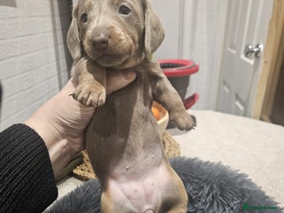 Miniature Dachshund dogs Miniture dachhund - Advert 17