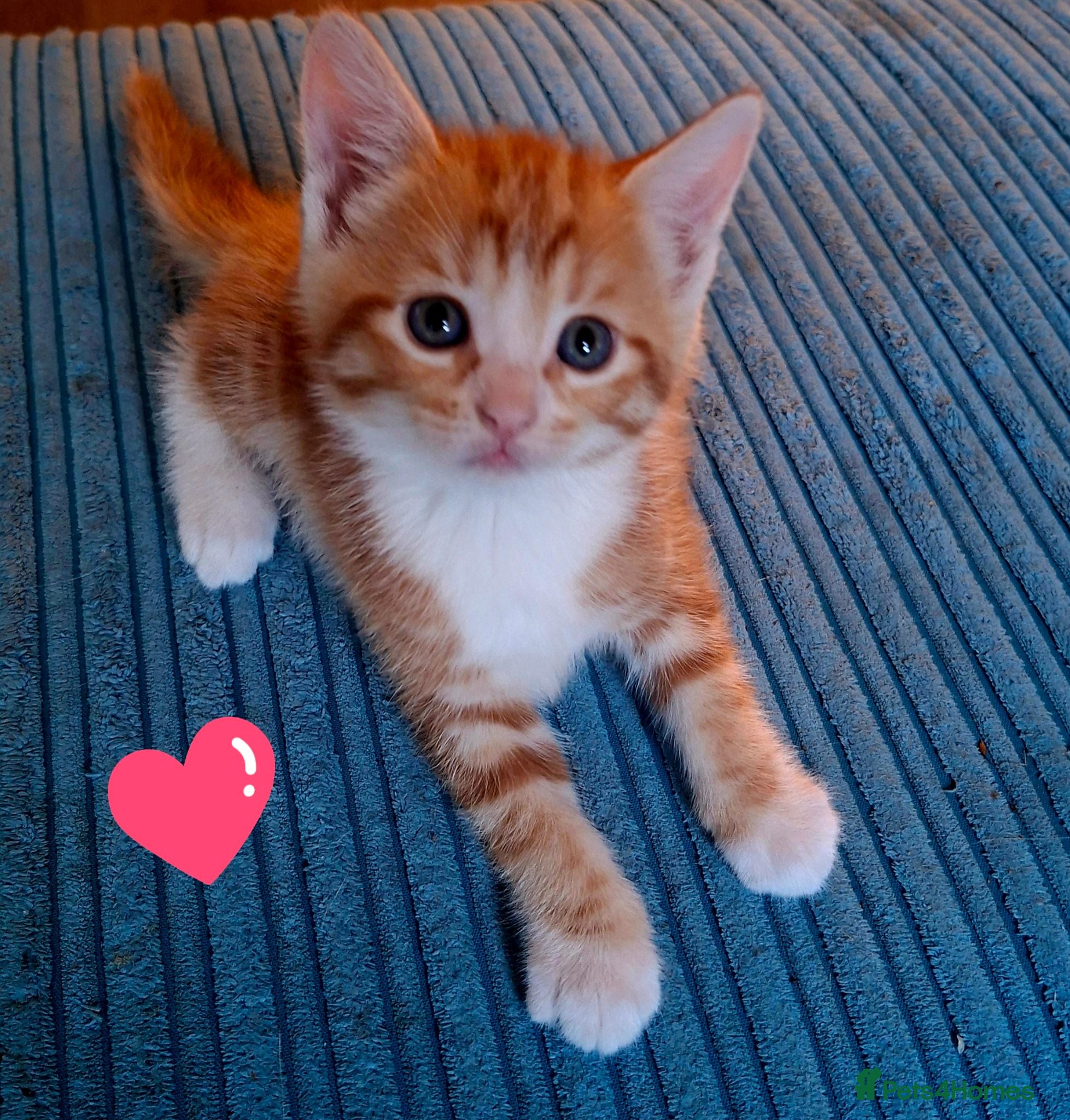 Mixed Breed cats Beautiful litter of kittens for sale - Advert 1