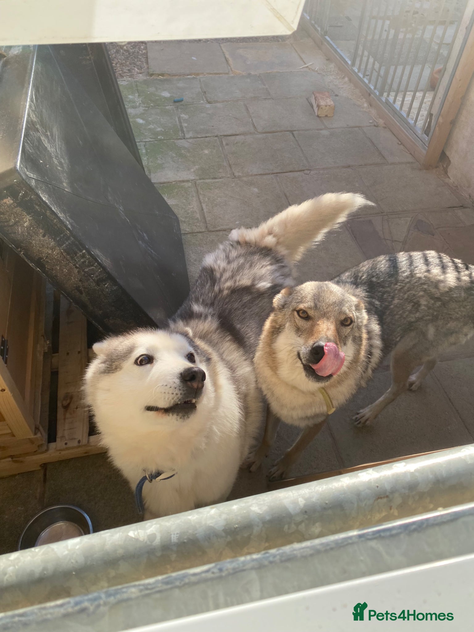 Mixed Breed dogs for sale: utanagan pups ready for their forever home - Advert 14
