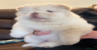 Chow Chow dogs - Advert 12