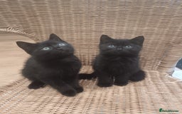 Mixed Breed cats for sale: 3 x gorgeous kittens available  - Image 6