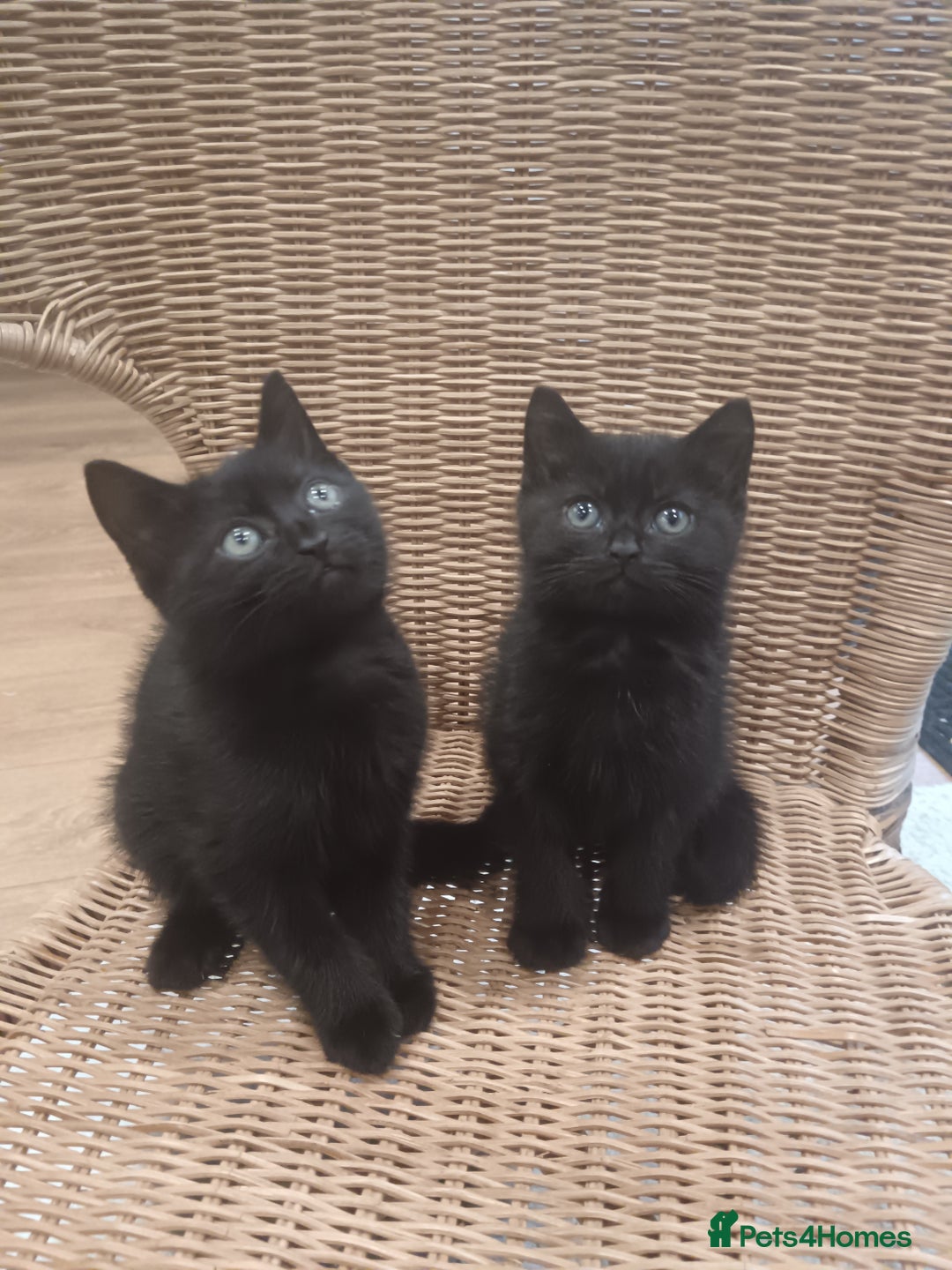 Mixed Breed cats for sale: 3 x gorgeous kittens available  - Image 6