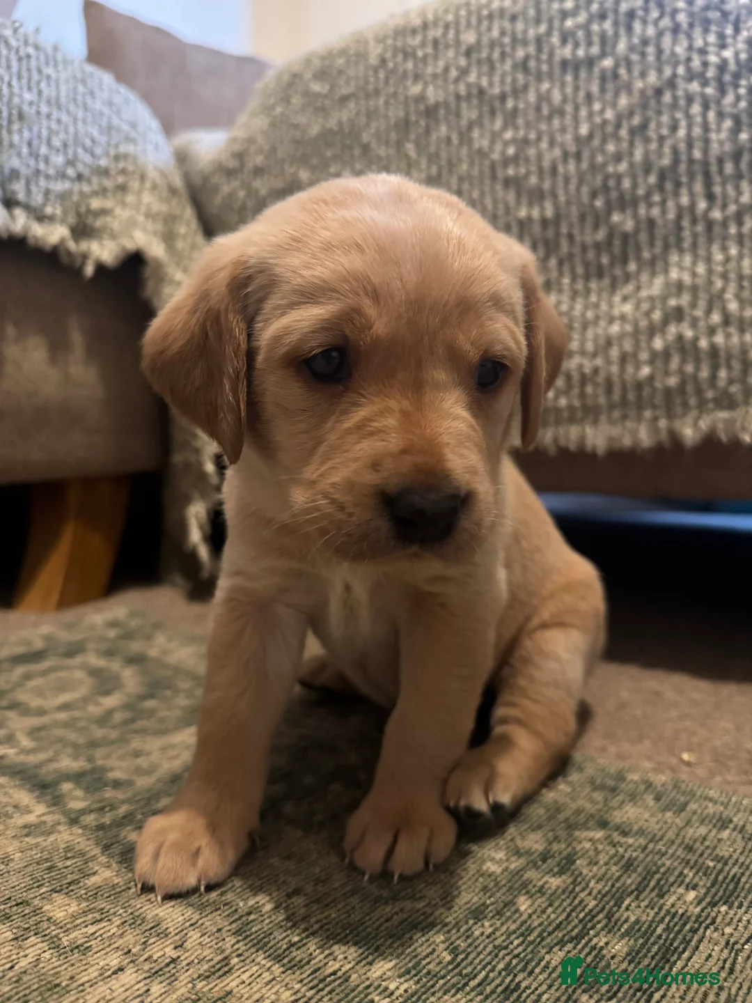 Labrador Retriever dogs for sale: Beautiful KC registered Lab boys  - Advert 7