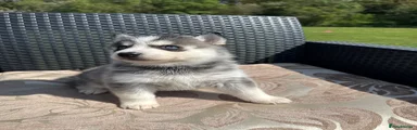 Pomsky Puppy 3