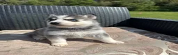Pomsky dogs for sale: Beautiful F4 blue eyed pomsky puppies - Advert 6