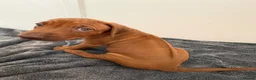 Rhodesian Ridgeback dogs for sale: Rhodesian Ridgeback puppies in Walsall - Advert 14