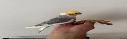 Cockatiels birds for sale: Beautiful hand tamed cockatiels  - Advert 3