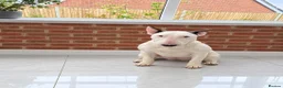 Bull Terrier dogs for sale: REAVAILABLE KC Reg English Bull Terrier Female - Advert 5