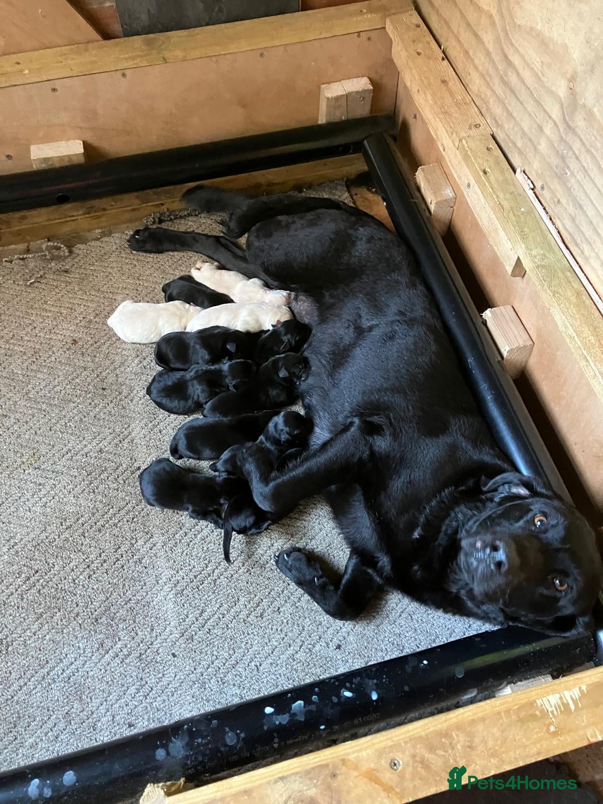 Labrador Retriever dogs for sale: Black and Golden Labrador Puppies - Advert 1