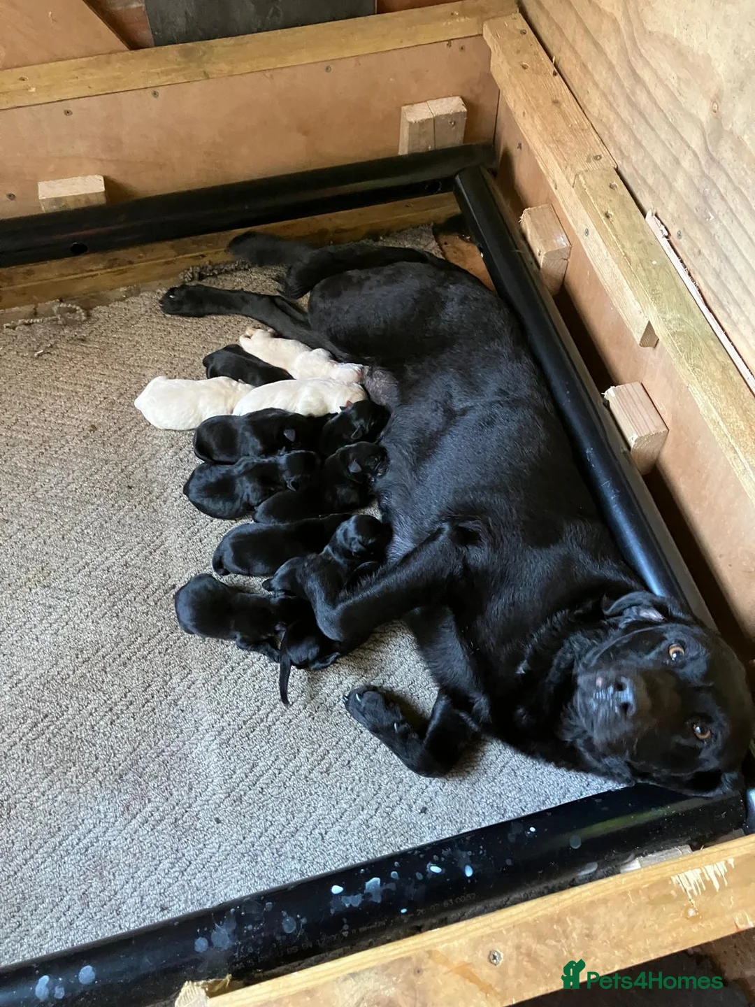 Labrador Retriever dogs for sale: Black and Golden Labrador Puppies - Advert 1