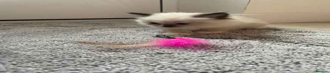 Ragdoll Kitten 1