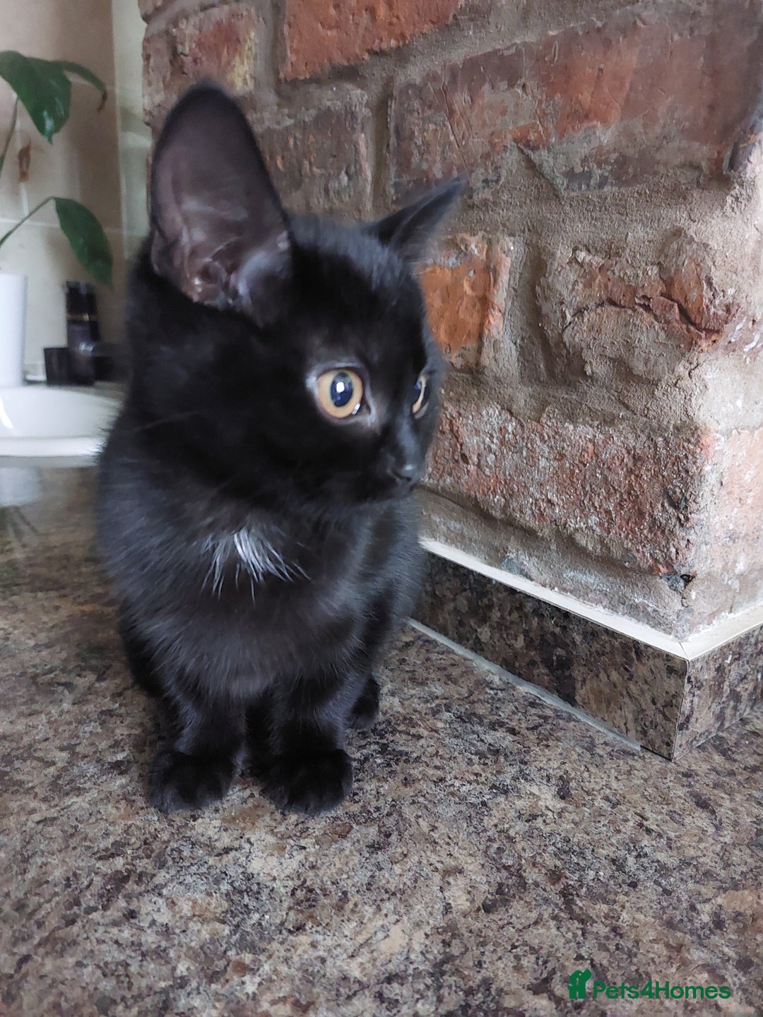 British Shorthair cats for sale: Batman Cutest black cat ready for forever home - Advert 4