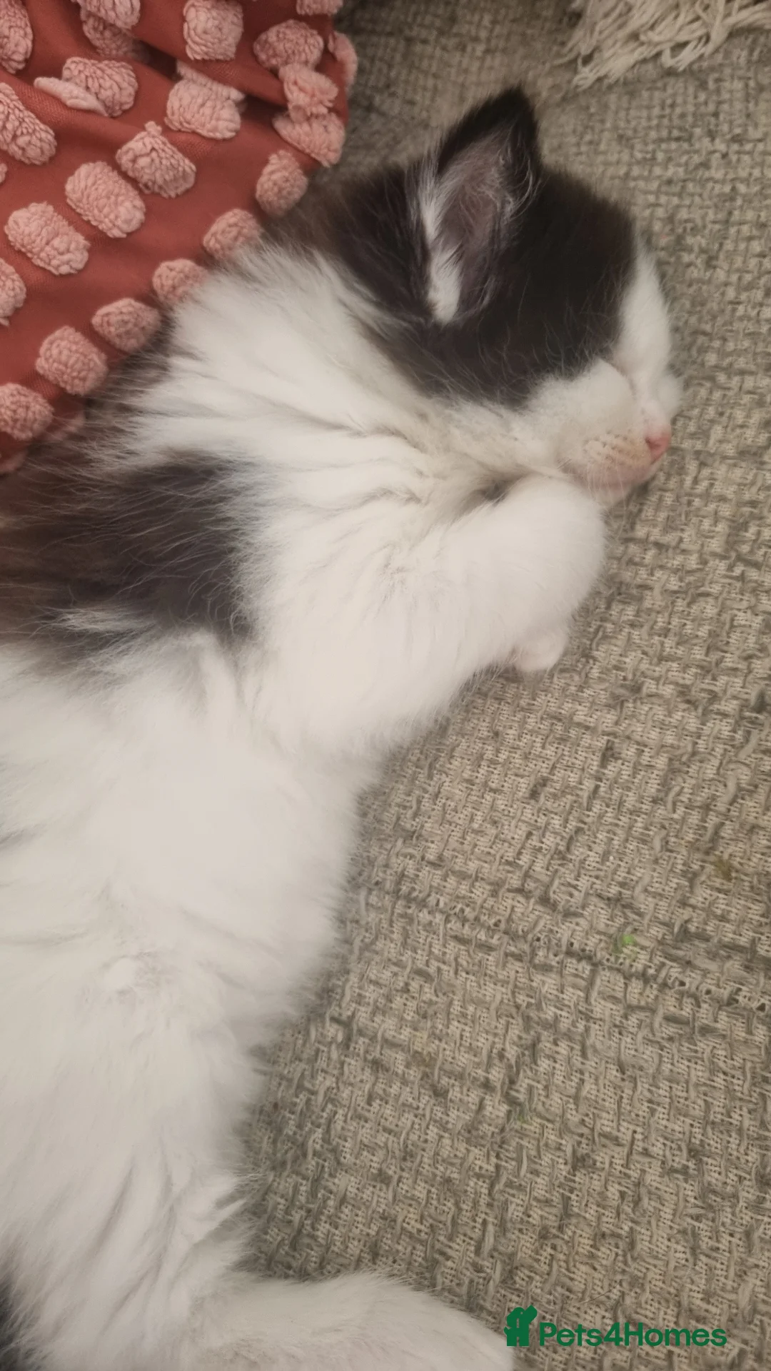 Mixed Breed cats for sale: Lovely fluffy kittens for sale - Advert 2