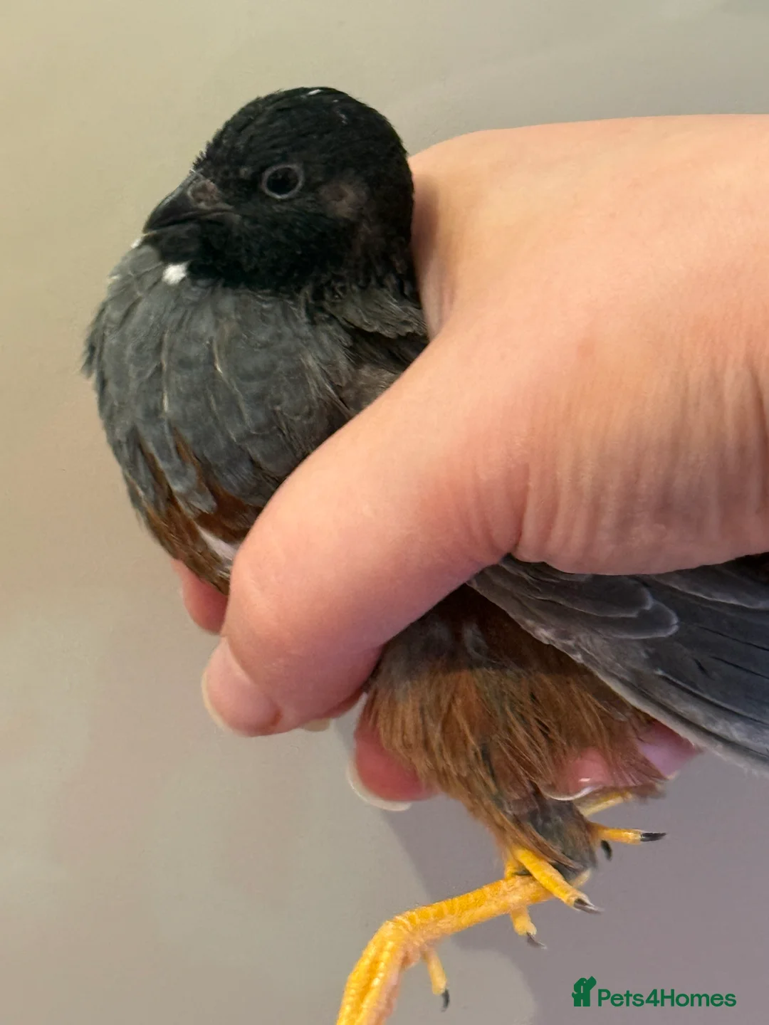 Quail poultry for sale: Chinese Painted, Button Quail hatching eggs ( 6 )  - Advert 10